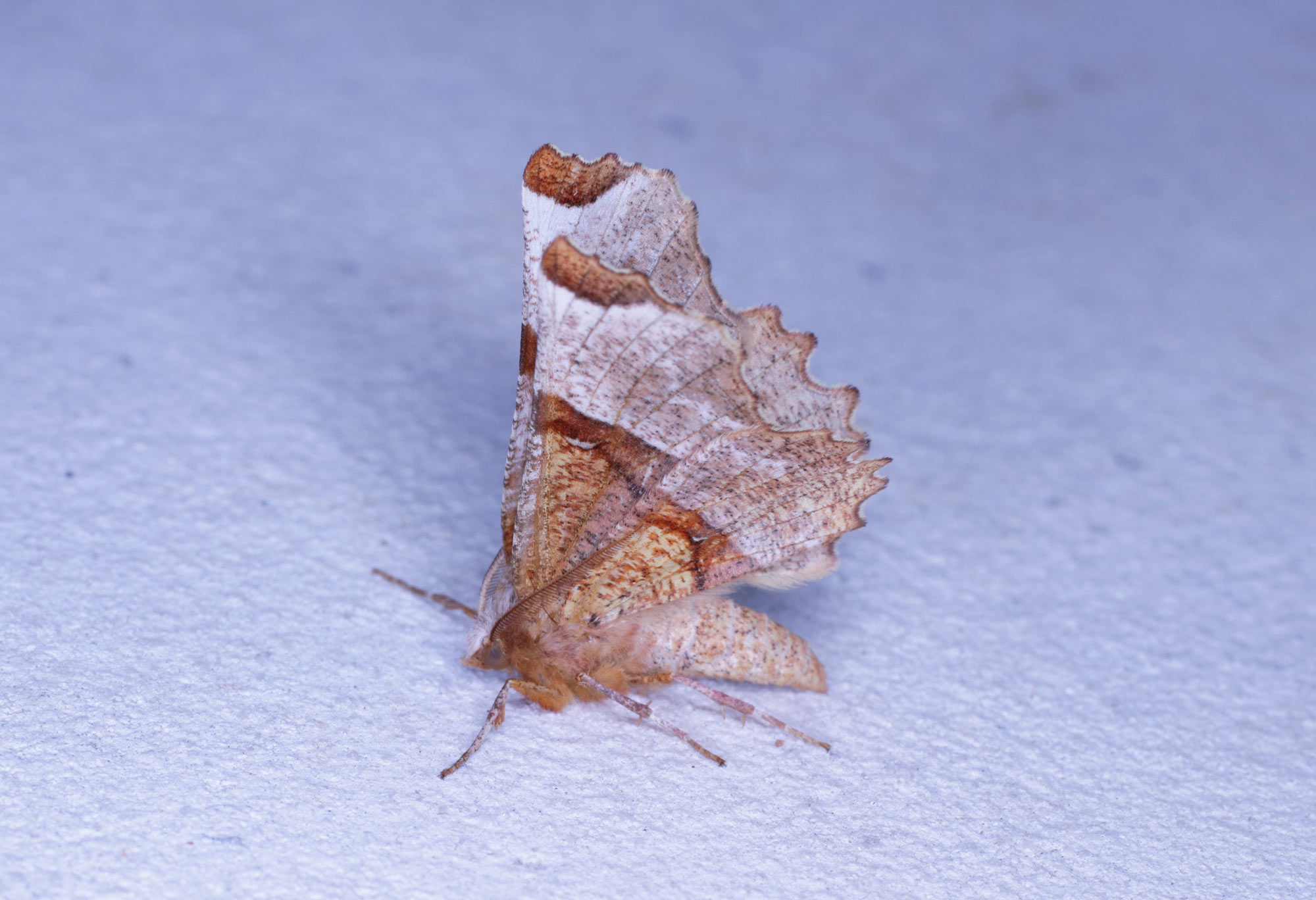 Lepidottero da ID: Selenia lunularia - Geometridae
